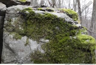 Photo Textures of Moss